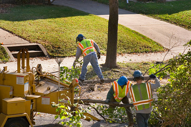 Best Tree Removal Services  in Bradley Beach, NJ